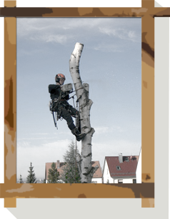 Tobias Linsenmaier klettert auf einen Baum