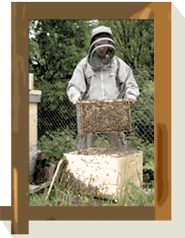 Tobias Linsenmaier mit Bienen