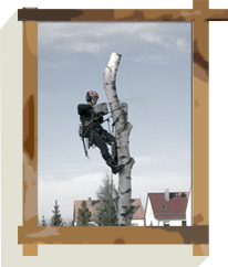 Baumgutachten und Baumkontrolle